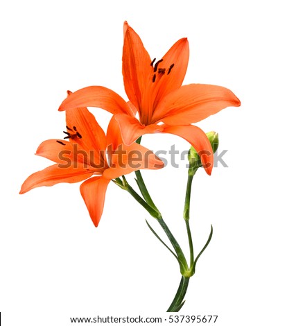Tiger Lily flower isolated
