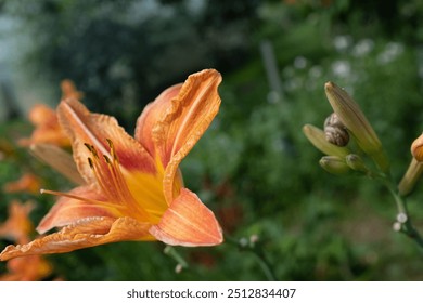 Tiger lily flowers with snail on blurred green background. Blooming lilies for publication, design, poster, calendar, post, screensaver, wallpaper, postcard, cover, website. High quality photography - Powered by Shutterstock