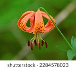 A tiger lily growing in the wild in the forest with a green background