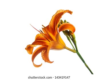 Tiger lily isolated on white background