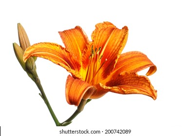 Tiger Lily Isolated On White Background Stock Photo 200742089 ...