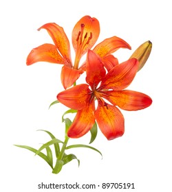 Tiger Lily isolated on white background
