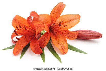 Tiger lily with leaves isolated on a white background.