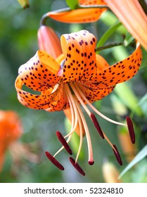 Tiger lily (Lilium lancifolium, syn. L. tigrinum)