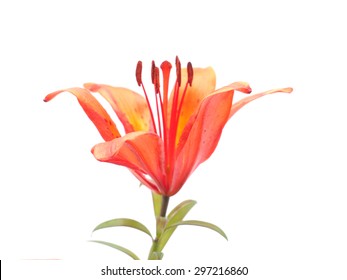 Tiger Lily on a white background