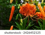 A tiger lily with spotted petals on green background at the forest sunny day close up. High quality photo. Kokubunji district Tokyo Japan 07.04.2023