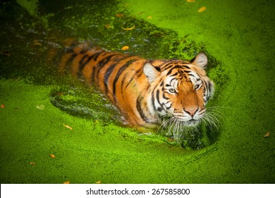 siberian tiger swimming