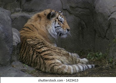 Tiger At Lincoln Park Zoo