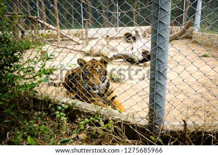 The tiger is locked in a cage, causing it to feel tortured.