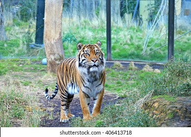 Tiger In London Zoo 