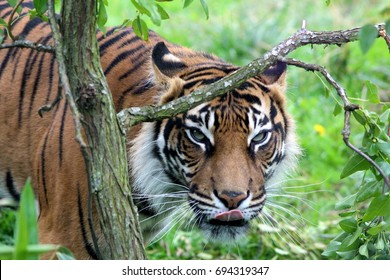 Tiger At London Zoo