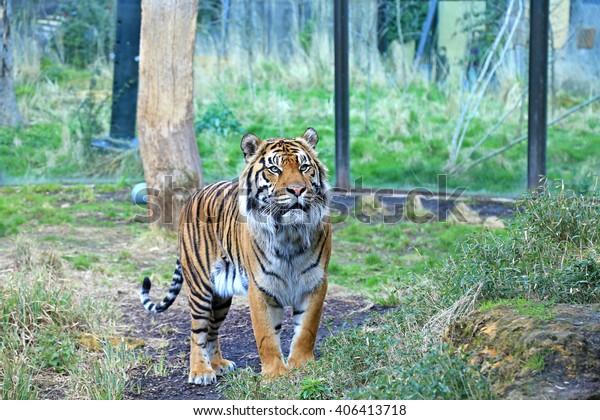 Tiger London Zoo Stock Photo 406413718 