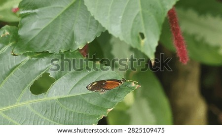 Tiger Longwing Butterfly Resting on a Green Tropical Leaf.

A close-up shot of a vibrant Tiger Longwing butterfly (Heliconius hecale) with orange, black, and white wing patterns perched on a large green leaf in a lush tropical garden or rainforest environment.