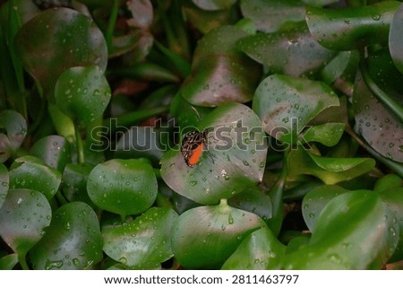 Tiger longwing (Heliconius hecale) butterfly sitting on greenery leaves with dew drops
