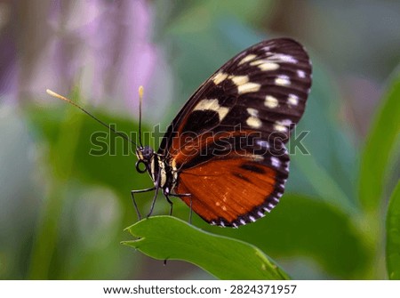 A Tiger Longwing (Heliconius hecale, subspecies Heliconius hecale zuleika)