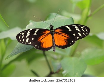 Tiger longwing in the sun