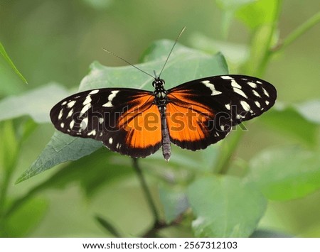 Tiger longwing in the sun