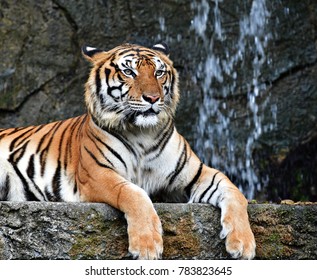 Tiger Looking Stock Photo 783823645 | Shutterstock