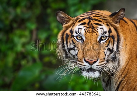 Tiger looking at me.

