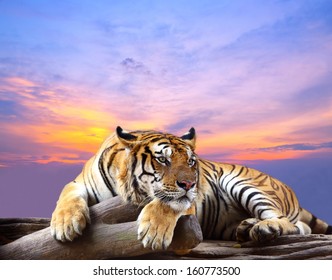 Tiger looking something on the rock with beautiful sky at sunset time - Powered by Shutterstock