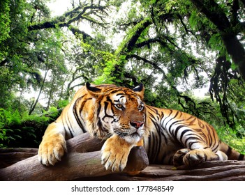 Tiger looking something on the rock in tropical evergreen forest	