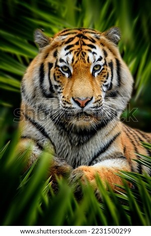 Tiger lurking in the leaves in the jungle. Wild cat portrait in leaf