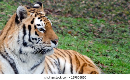 Tiger Lying Down