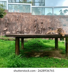 The tiger is lying down calmly