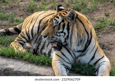 Tiger lying down in field