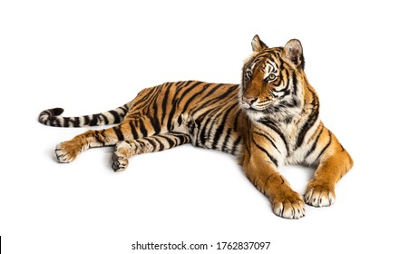 454 Crossbreed tiger Images, Stock Photos & Vectors | Shutterstock