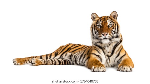 454 Crossbreed tiger Images, Stock Photos & Vectors | Shutterstock