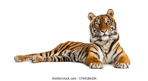 454 Crossbreed tiger Images, Stock Photos & Vectors | Shutterstock