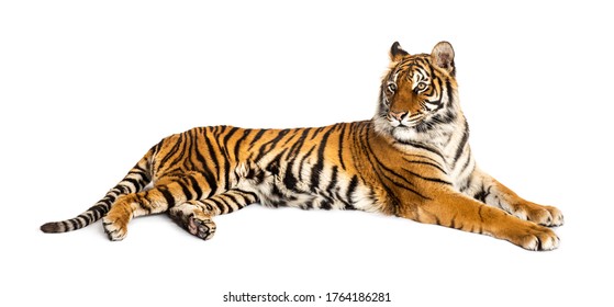 Tiger Lying Down Looking Backward Big Stock Photo 1676046919 | Shutterstock