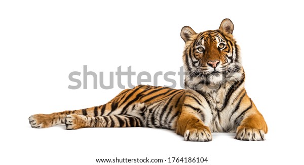 Tiger Lying Down Isolated On White Stock Photo 1764186104 | Shutterstock