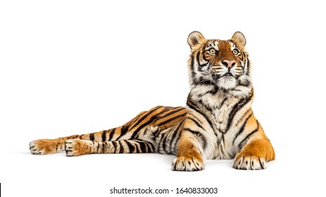 Tiger Lying Down, Looking Away, Big Cat, Isolated On White