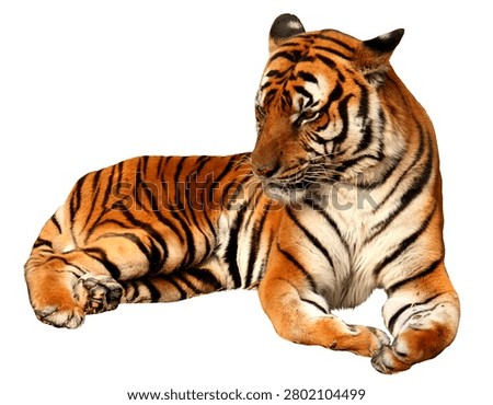 Tiger lying down, relaxed position, wild cat, peaceful repose.