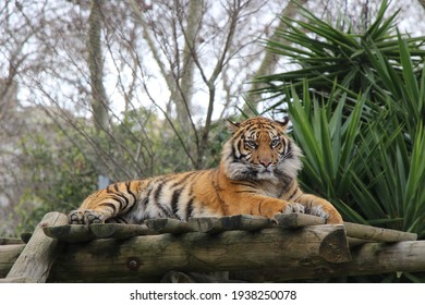 A Tiger Lying In His Cage At The Zoo