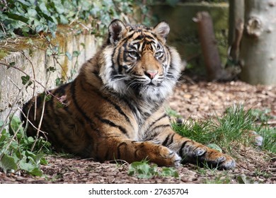 Tiger lying on the ground