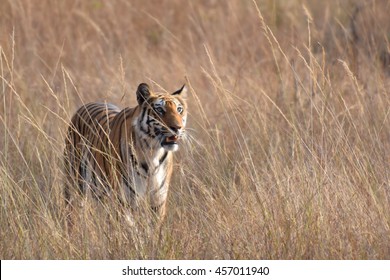 Tiger In Meadow Kanha National Park, India