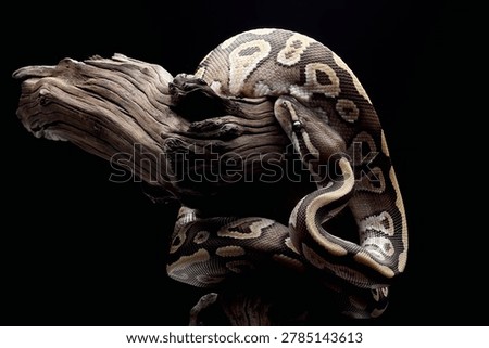 tiger morph ball python on a tree branch	