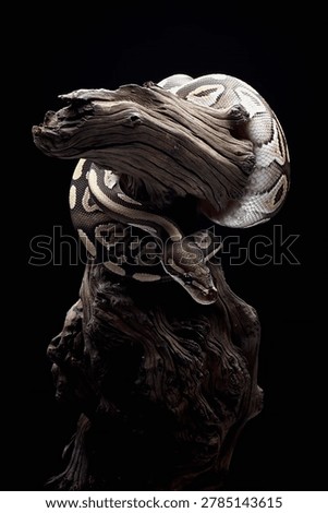 tiger morph ball python on a tree branch	
