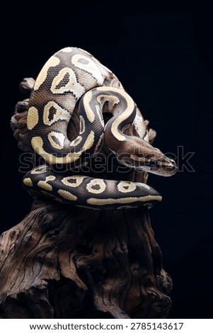 tiger morph ball python on a tree branch	