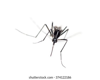 Tiger mosquito advancing, Aedes albopictus. Can be vector for Zika virus, malaria, Chukungunya fever etc. On white.