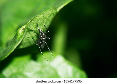 Tiger Mosquito (Aedes aegypti) resting in a green leaf. Mostly known as a carrier for transmitting dengue fever, chikungunya, Zika fever, and yellow fever viruses, and other tropical fevers