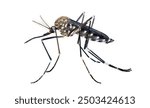 Tiger mosquito (Aedes albopictus), isolated on white background