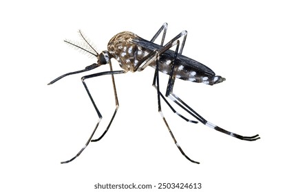 Tiger mosquito (Aedes albopictus), isolated on white background