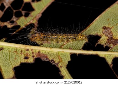 Tiger Moth Caterpillar Of The Family Erebidae