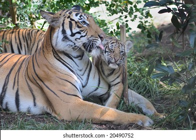 Tiger Mother And Cub