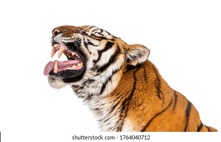 Tiger, Mouth Open, Sniffing The Air