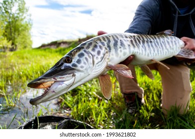 Tiger Muskie Caught And Released While Fly Fishing In Montana 